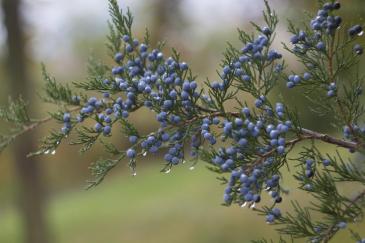 Juniper, one of many healing plants
